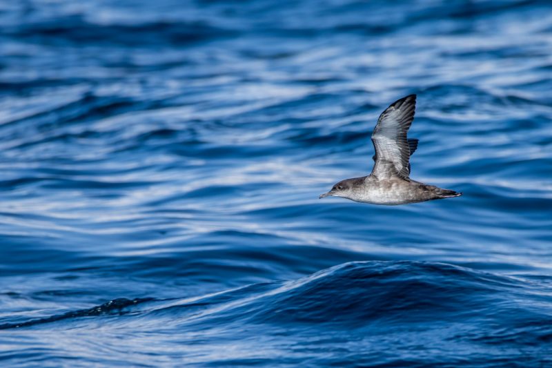 Puffin des Baléares